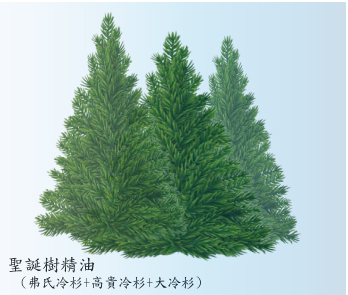 聖誕樹(三種冷杉)