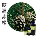 歐洲赤松Pinus sylvestris
