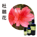 杜鵑花(喜馬拉雅矮杜鵑)