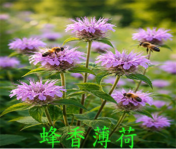 蜂香薄荷(北美薄荷)